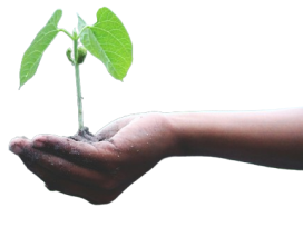 Banner sostenibilidad. Compensación CO2 generado En bixoto compensamos el CO2 generado